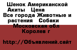 Шенок Американской Акиты › Цена ­ 35 000 - Все города Животные и растения » Собаки   . Московская обл.,Королев г.